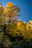 Sentiero naturalistico del Lucomagno (Svizzera). Larici.
